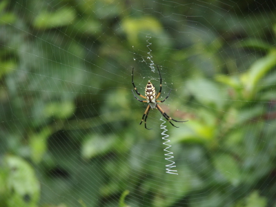 [This view is zoomed out a bit from the prior one so that the entire 'zipper' as well as the spider are visible. The 'zipper' is approximately six inches long and goes from the center of the web toward the ground.]